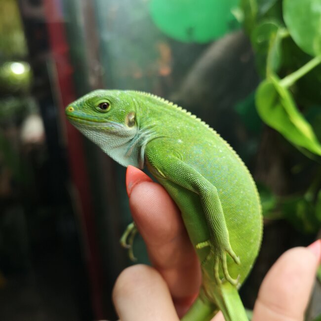Fiji Banded Iguana Female