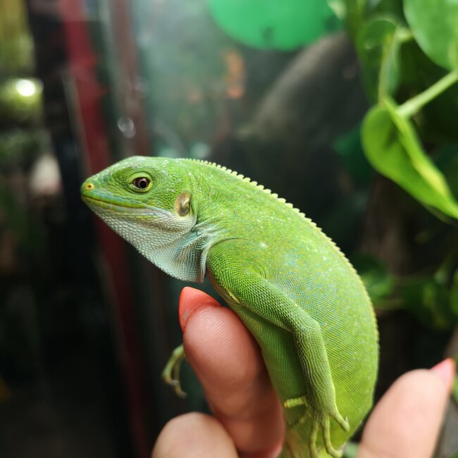 Fiji Banded Iguana Female