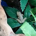 Brown Banana Reed Frog, Afrixalus dorsalis