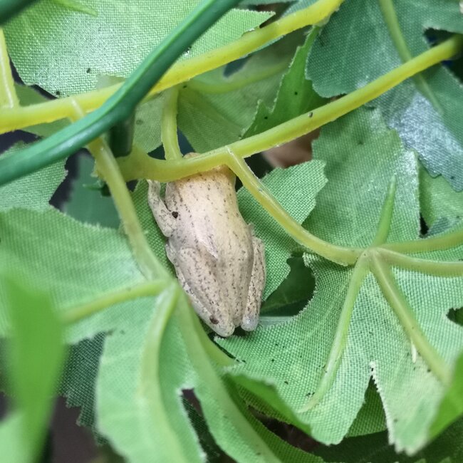 Brown Banana Reed Frog, Afrixalus dorsalis