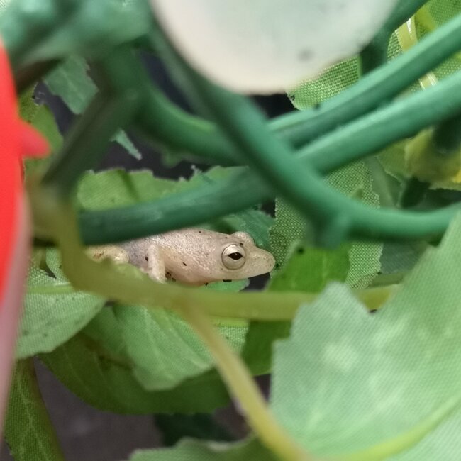 Brown Banana Reed Frog, Afrixalus dorsalis