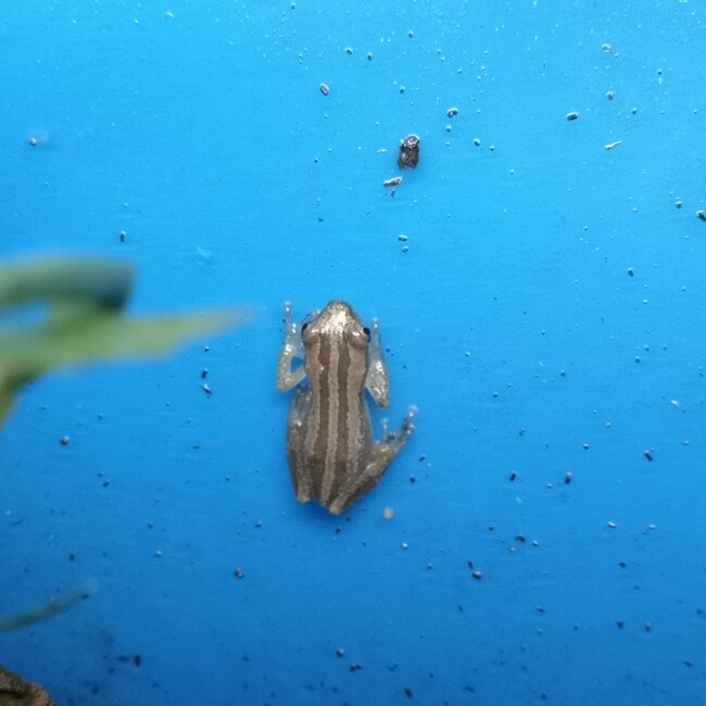 Brown Banana Reed Frog, Afrixalus dorsalis