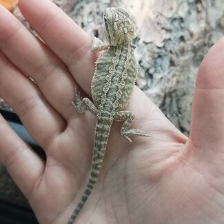 Normal Bearded Dragon - 66% Het Witblit