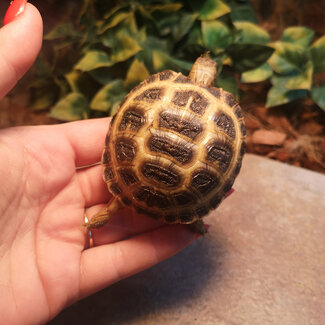 Russian Tortoise