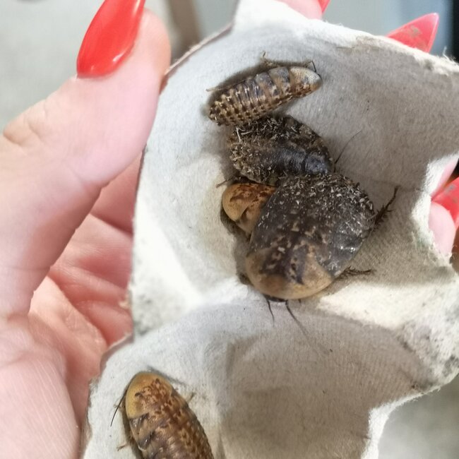 Live Discoid Roaches Medium (individual)