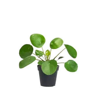Pilea Peperomioides, Chinese Money Plant 4"