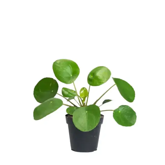 Pilea Peperomioides, Chinese Money Plant 4"