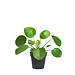 Pilea Peperomioides, Chinese Money Plant 4"