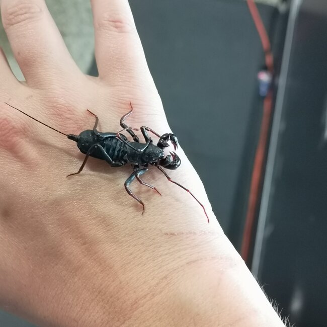 Vinegaroon Thai, Telyphonus Manilanus