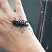 Vinegaroon Thai, Telyphonus Manilanus