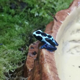 Dendrobates tinctorius 'Oyapock' Dart Frog