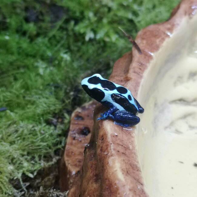 Dendrobates tinctorius 'Oyapock' Dart Frog