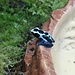 Dendrobates tinctorius 'Oyapock' Dart Frog