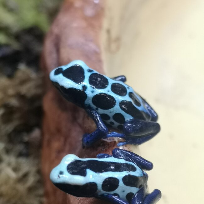 Dendrobates tinctorius 'Oyapock' Dart Frog