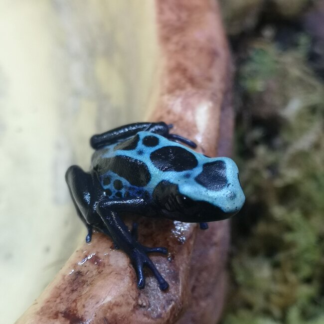 Dendrobates tinctorius 'Oyapock' Dart Frog