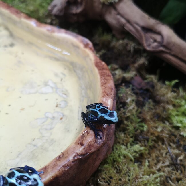 Dendrobates tinctorius 'Oyapock' Dart Frog