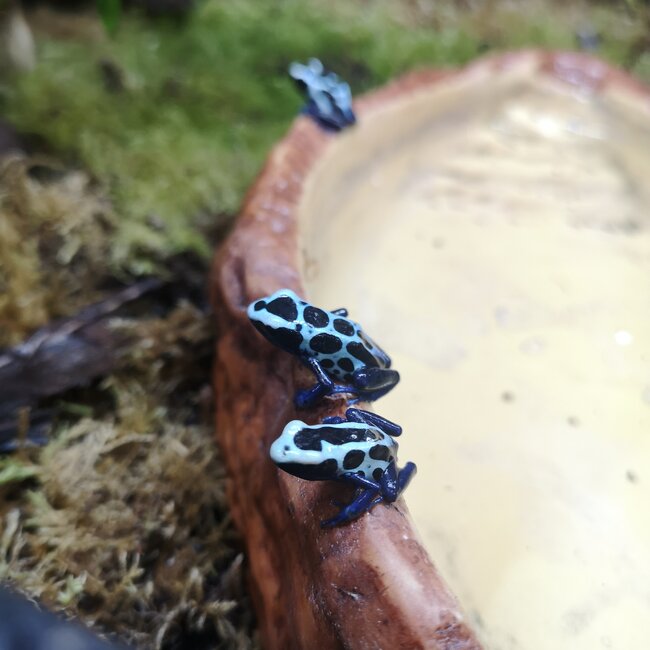 Dendrobates tinctorius 'Oyapock' Dart Frog
