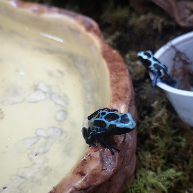 Dendrobates tinctorius 'Oyapock' Dart Frog
