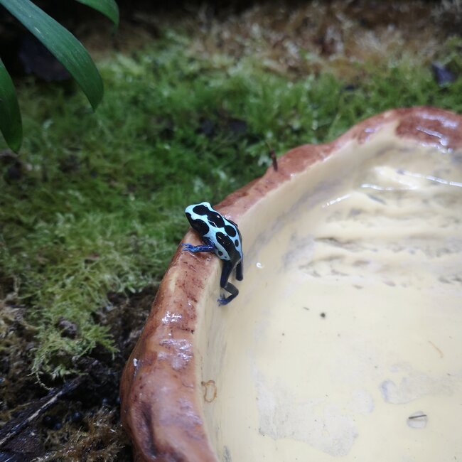 Dendrobates tinctorius 'Oyapock' Dart Frog