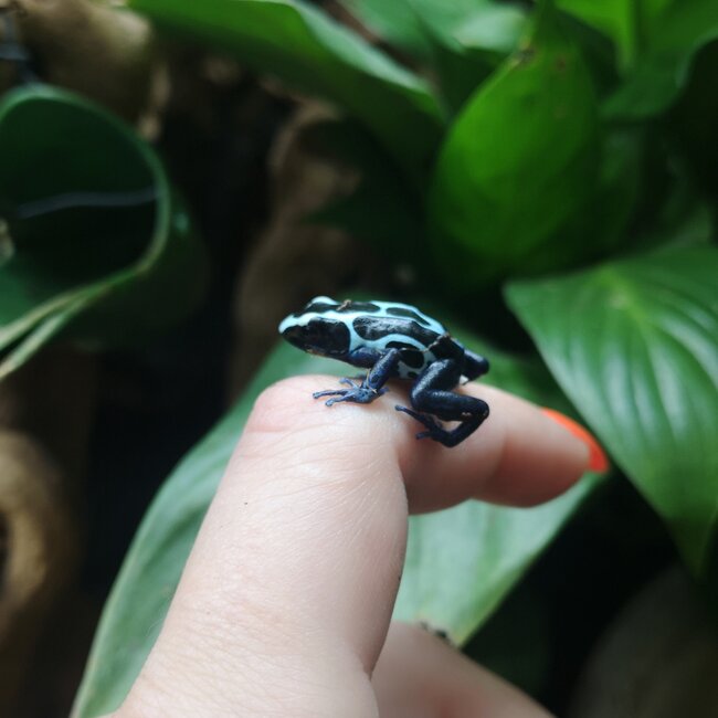 Dendrobates tinctorius 'Oyapock' Dart Frog