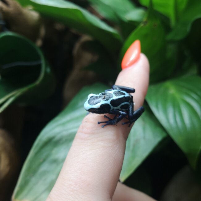 Dendrobates tinctorius 'Oyapock' Dart Frog