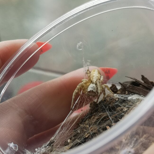 North African Velvet Spider, Stegodyphus dufouri