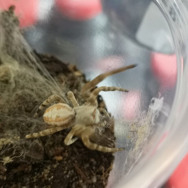 North African Velvet Spider, Stegodyphus dufouri