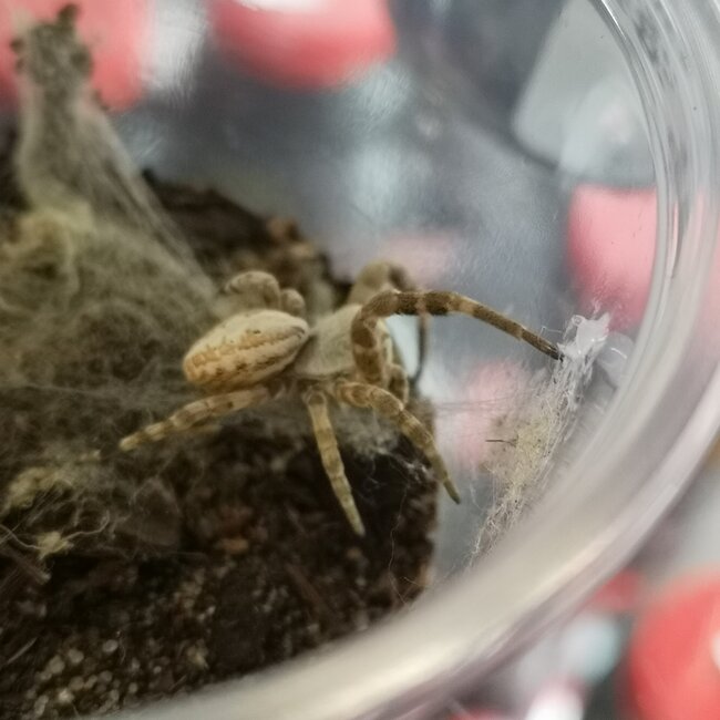 North African Velvet Spider, Stegodyphus dufouri