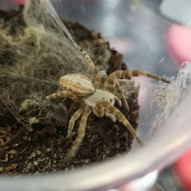 North African Velvet Spider, Stegodyphus dufouri