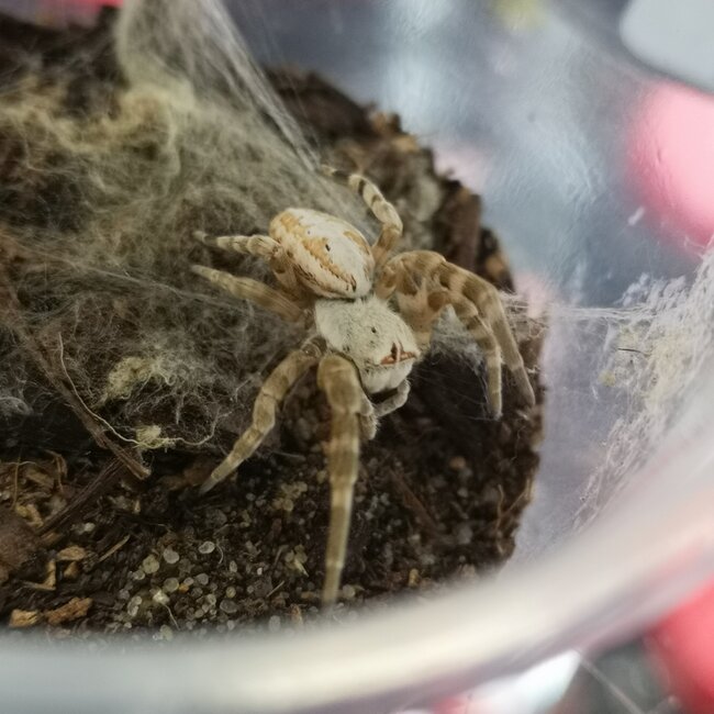 North African Velvet Spider, Stegodyphus dufouri