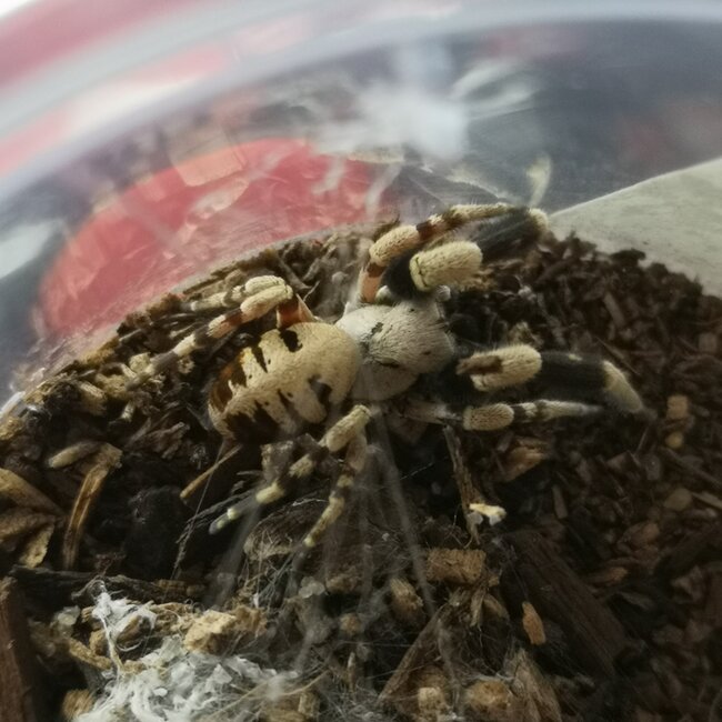 North African Velvet Spider, Stegodyphus dufouri