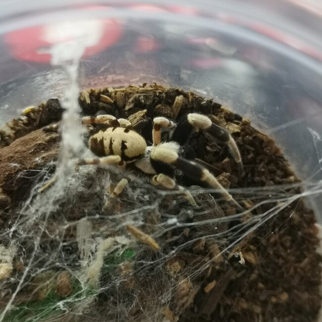 North African Velvet Spider, Stegodyphus dufouri