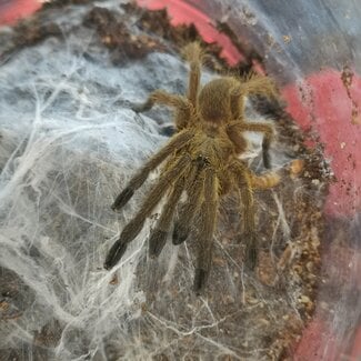 Chilobrachys sp. 'Kaeng Krachan' Earth Tiger 2” Tarantula