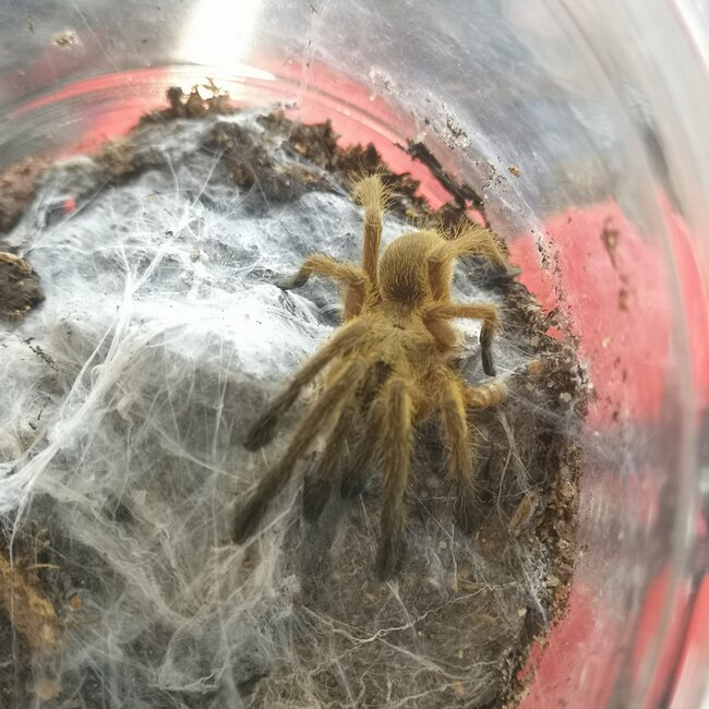 Chilobrachys sp. 'Kaeng Krachan' Earth Tiger 2” Tarantula