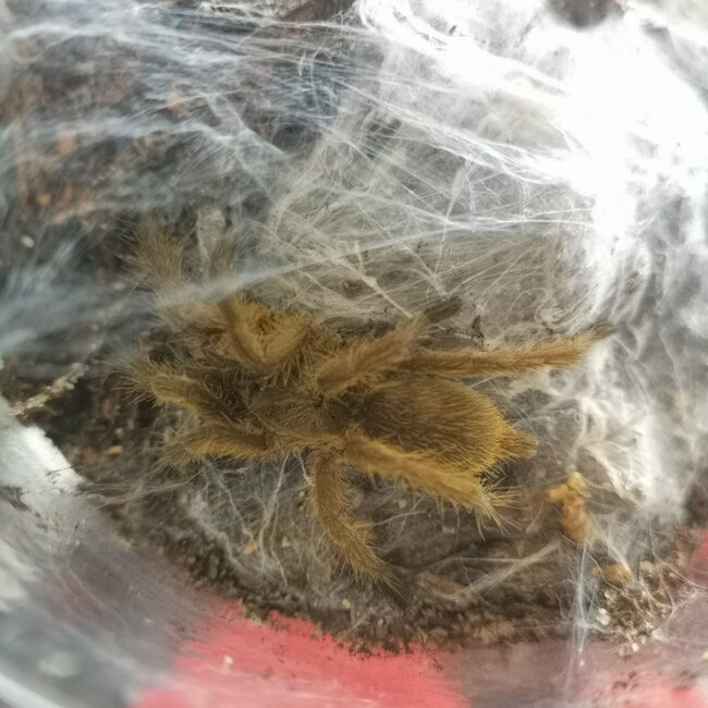 Chilobrachys sp. 'Kaeng Krachan' Earth Tiger 2” Tarantula