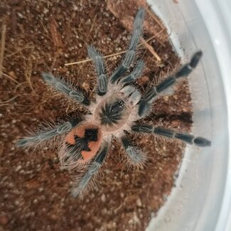 Female Pink Bloom, Pamphobeteus sp. “Platyomma” Tarantula