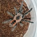 Female Pink Bloom, Pamphobeteus sp. “Platyomma” Tarantula