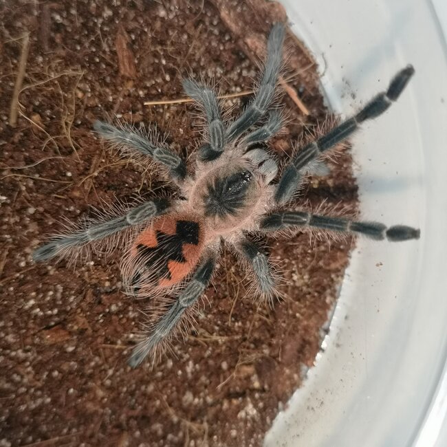 Female Pink Bloom, Pamphobeteus sp. “Platyomma” Tarantula