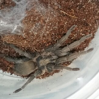 Egyptian Olive, Chaetopelma olivaceum MALE 2-3" Tarantula