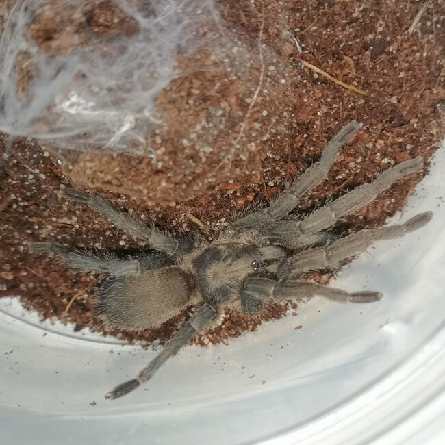 Egyptian Olive, Chaetopelma olivaceum 2-3" Tarantula