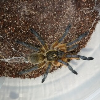 Harpactira pulchripes Golden Blue Legged Baboon 2" Tarantula