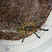 Harpactira pulchripes Golden Blue Legged Baboon 2" Tarantula