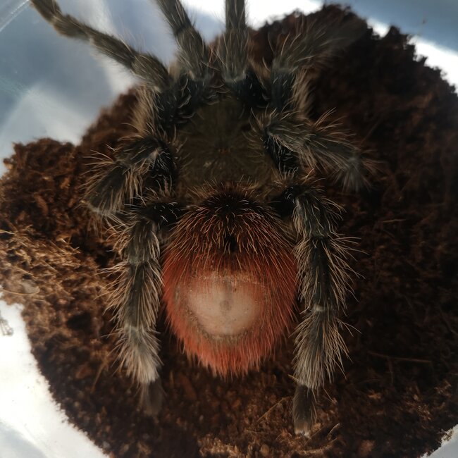 Female Peruvian Flame Rump, Thrixopelma ockerti 4.5” Tarantula