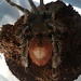 Female Peruvian Flame Rump, Thrixopelma ockerti 4.5” Tarantula