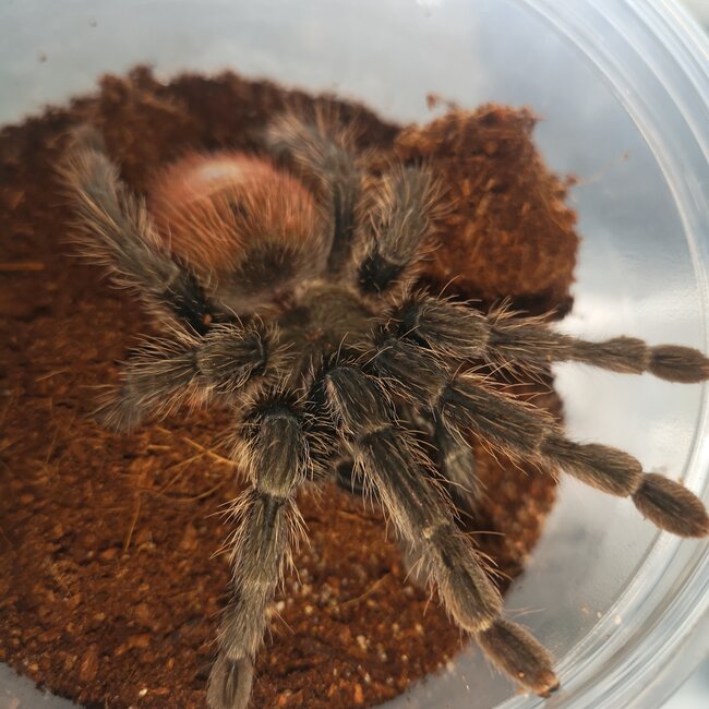 Female Peruvian Flame Rump, Thrixopelma ockerti 4.5” Tarantula