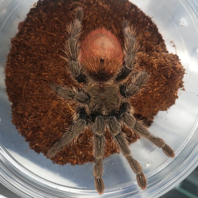 Female Peruvian Flame Rump, Thrixopelma ockerti 4.5” Tarantula