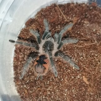 Male Pink Bloom, Pamphobeteus sp. “Platyomma” 2" Tarantula