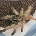 Female Panama Blonde, Psalmopoeus pulcher 2-3"