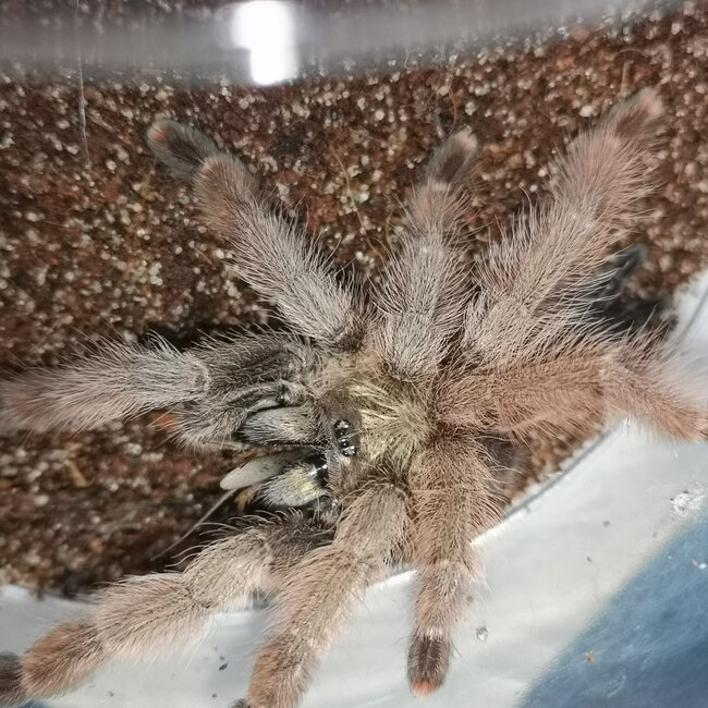 Female Panama Blonde, Psalmopoeus pulcher 2-3"