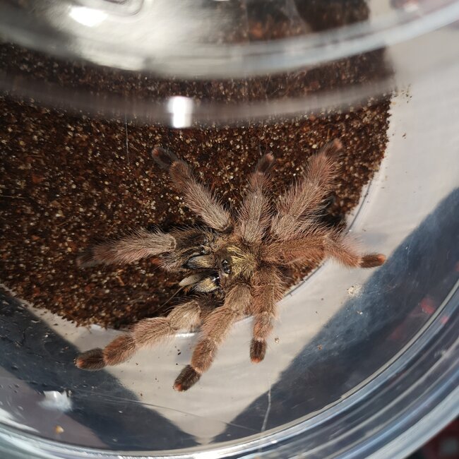 Female Panama Blonde, Psalmopoeus pulcher 2-3"